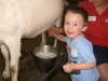 Milking a fake goat at Pennywell Farm